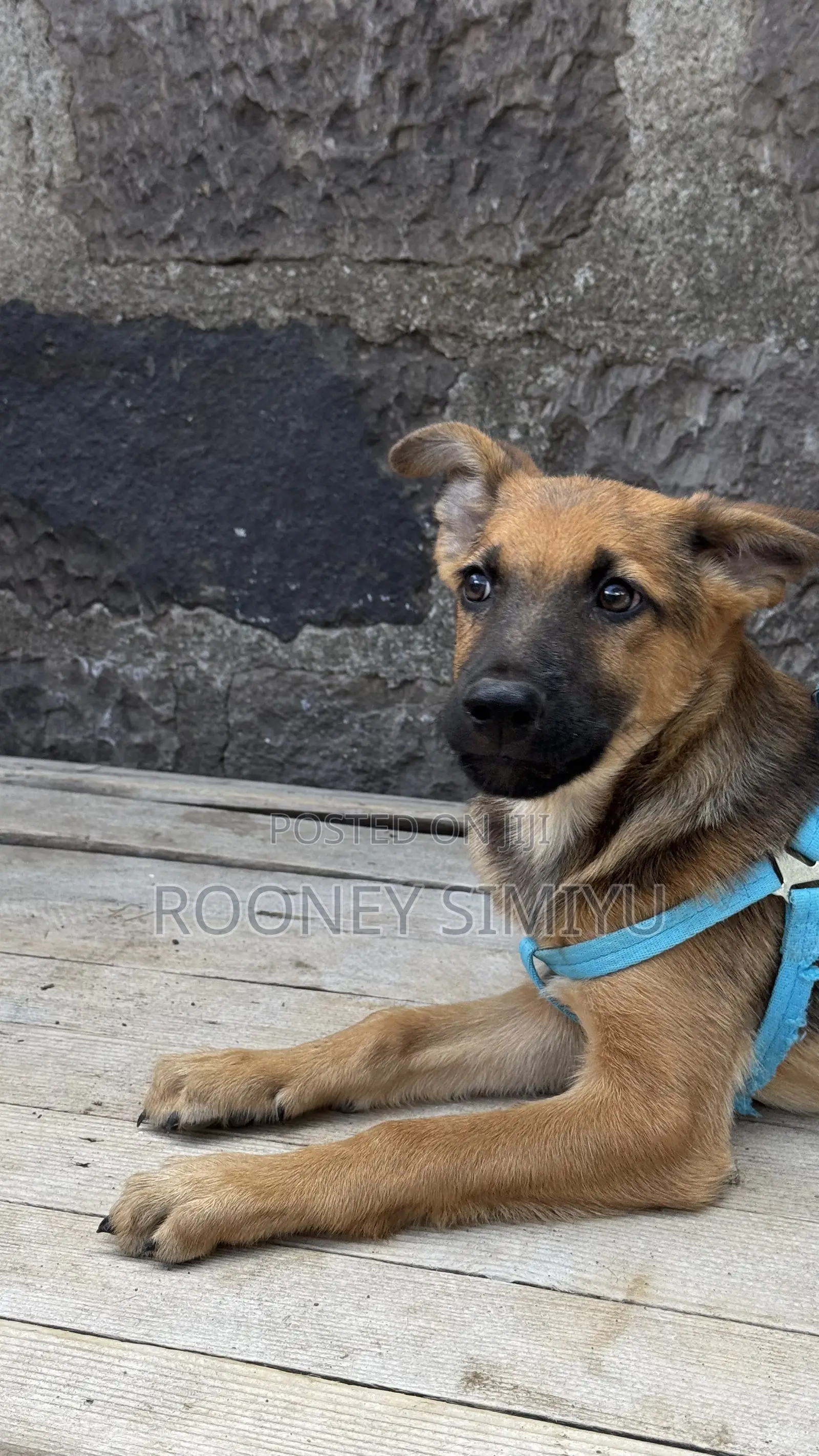 1-3 months Male Purebred German Shepherd
