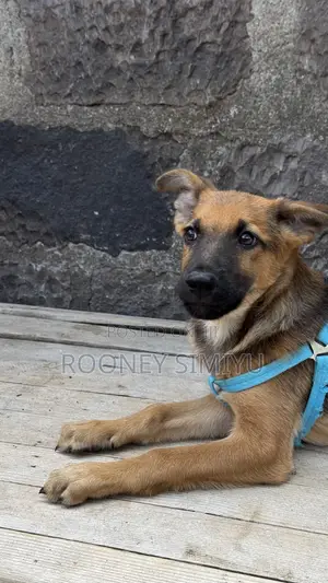1-3 months Male Purebred German Shepherd