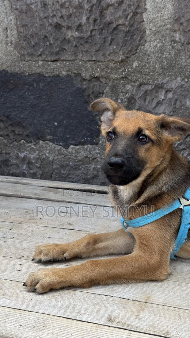 1-3 months Male Purebred German Shepherd - thumbnail 3