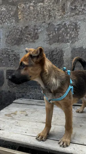 1-3 months Male Purebred German Shepherd