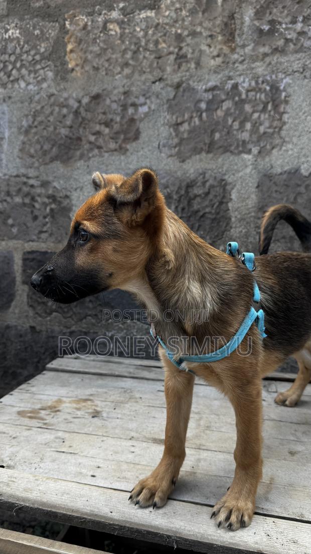 1-3 months Male Purebred German Shepherd - main view