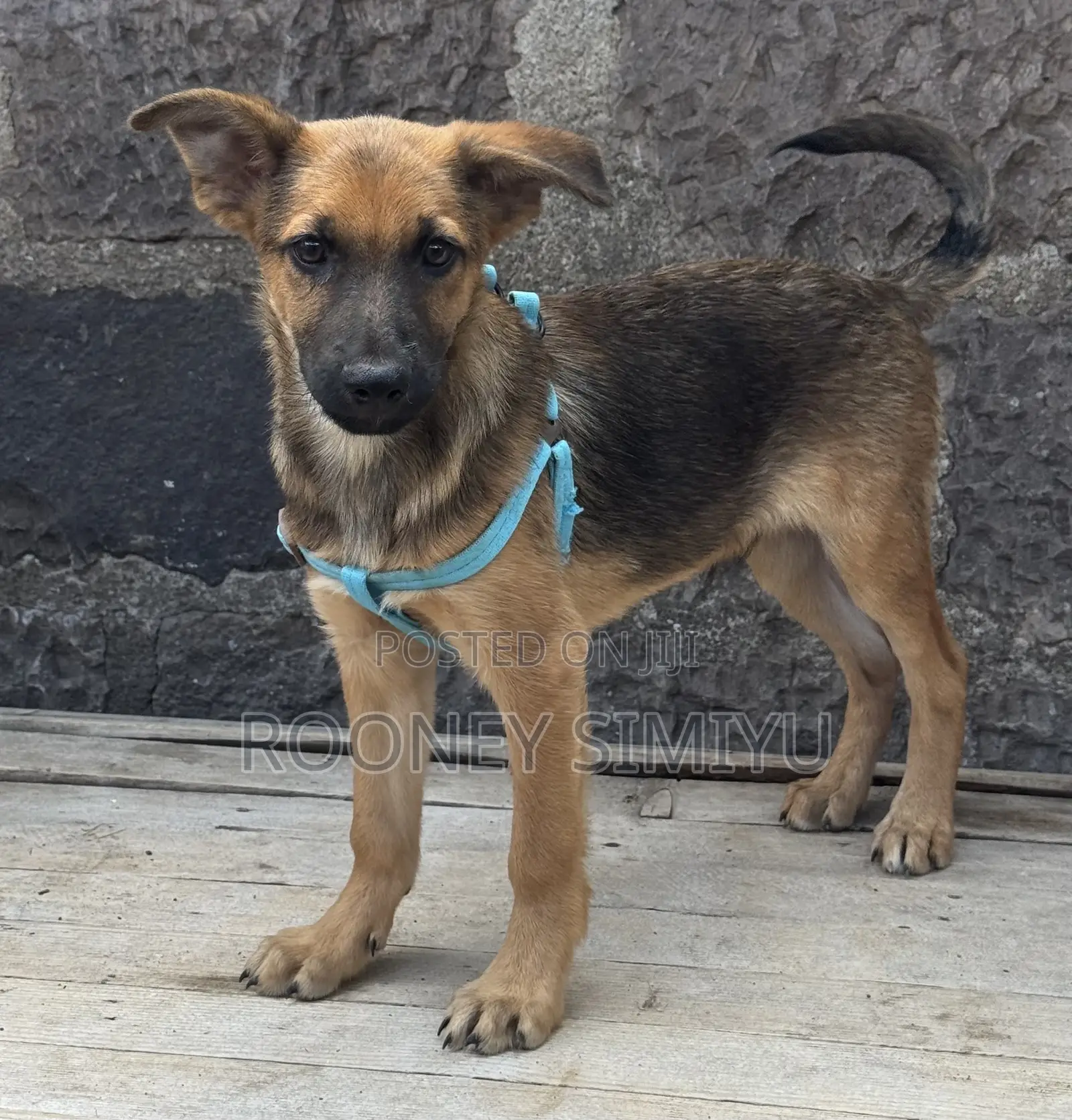 1-3 months Male Purebred German Shepherd