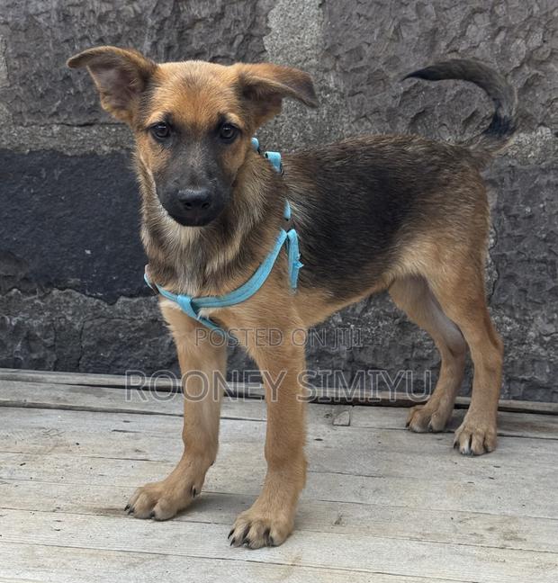 1-3 months Male Purebred German Shepherd - thumbnail 5
