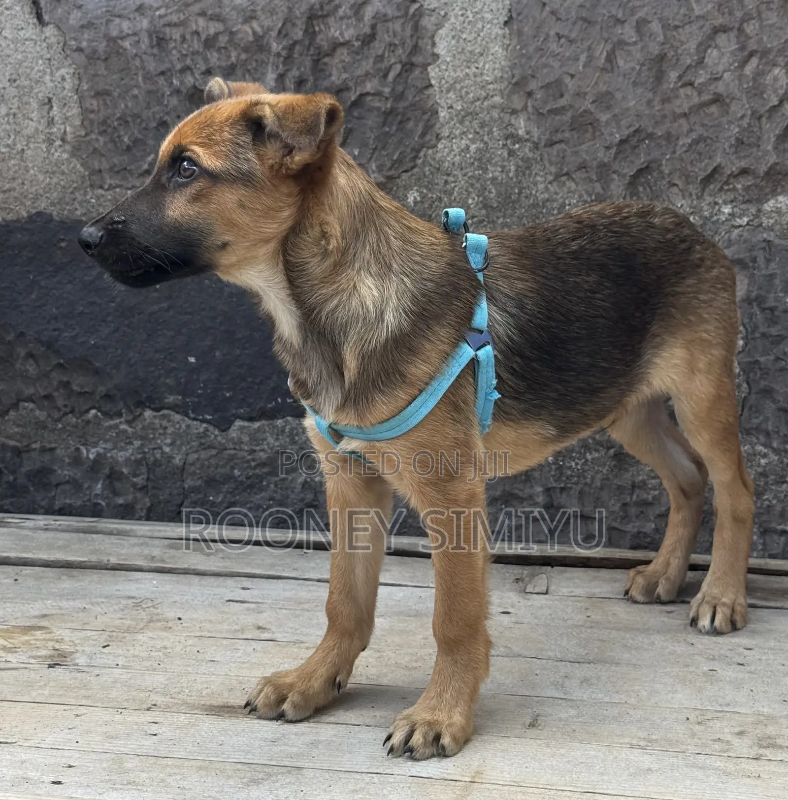 1-3 months Male Purebred German Shepherd