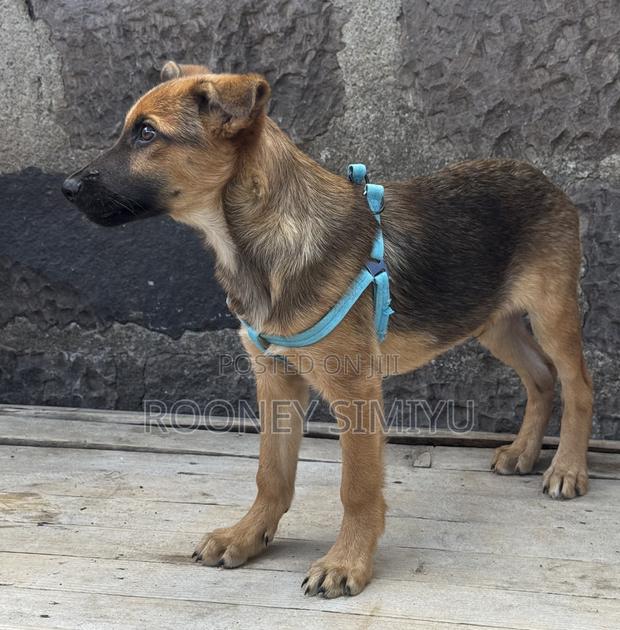 1-3 months Male Purebred German Shepherd - thumbnail 6