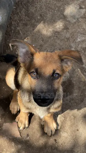 1-3 months Male Purebred German Shepherd