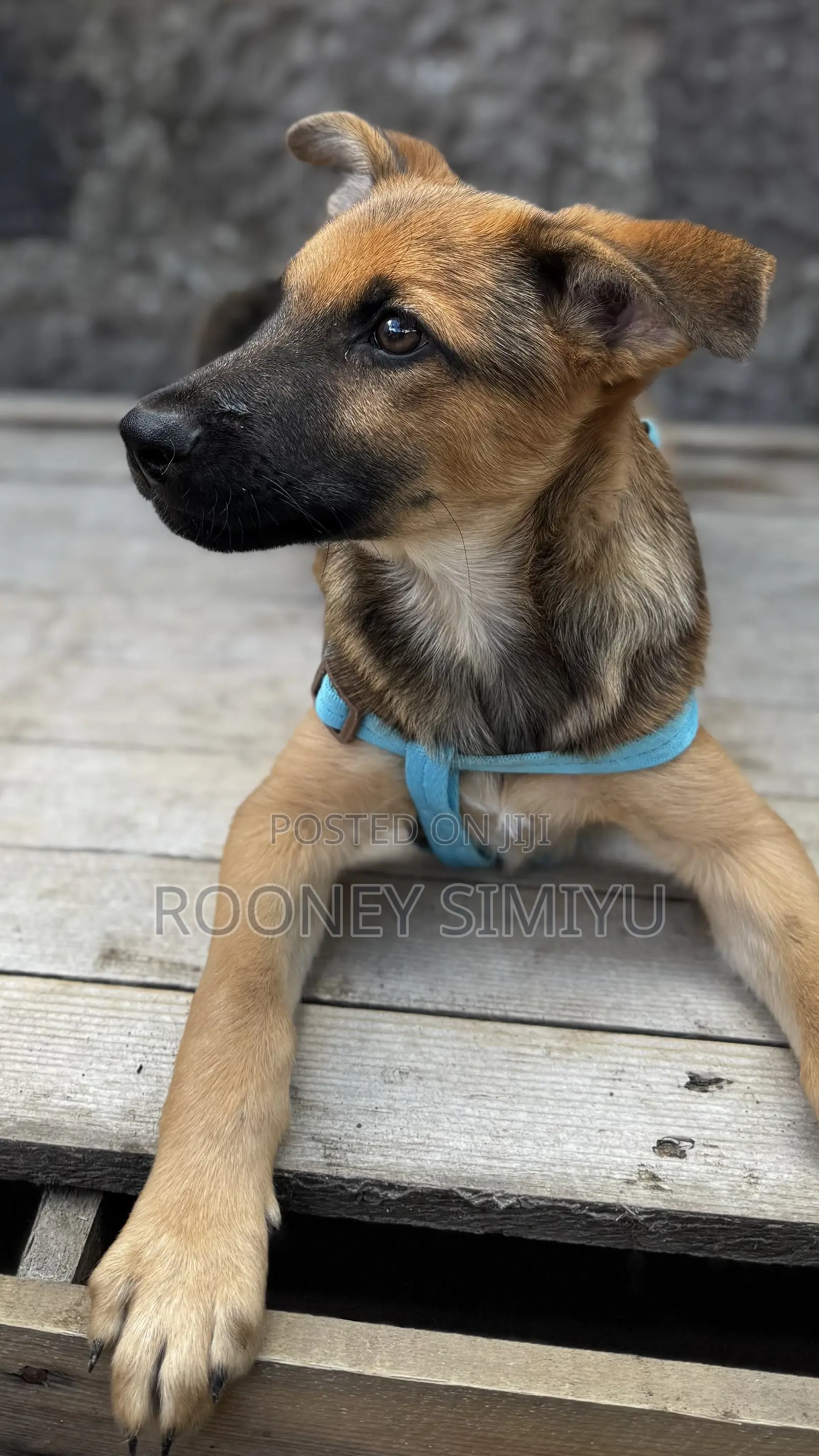 1-3 months Male Purebred German Shepherd