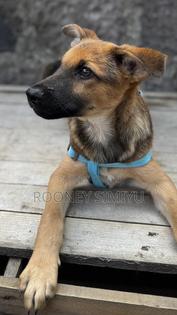 1-3 months Male Purebred German Shepherd - thumbnail 8