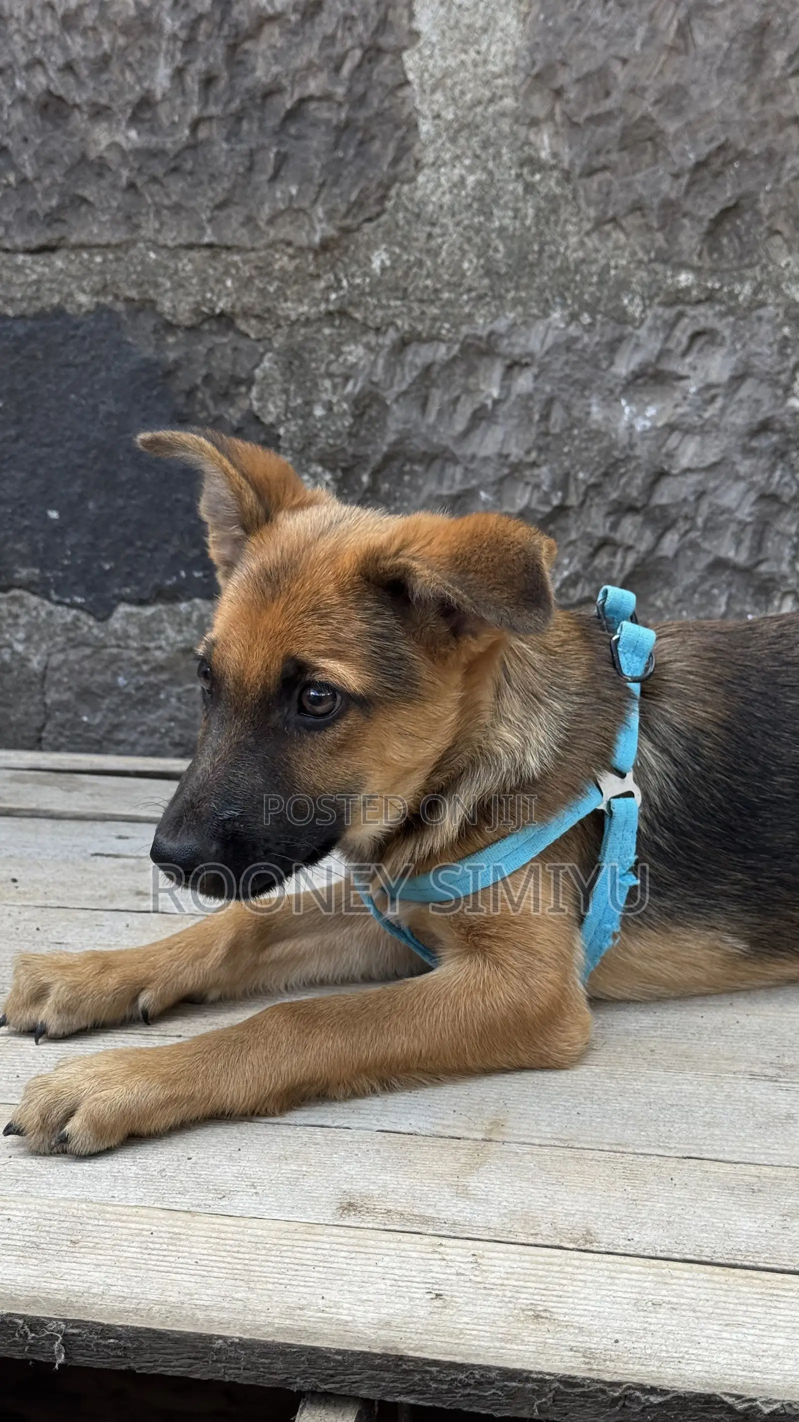 1-3 months Male Purebred German Shepherd