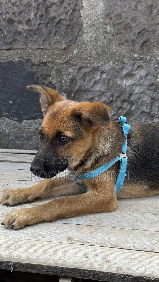 1-3 months Male Purebred German Shepherd - thumbnail 7