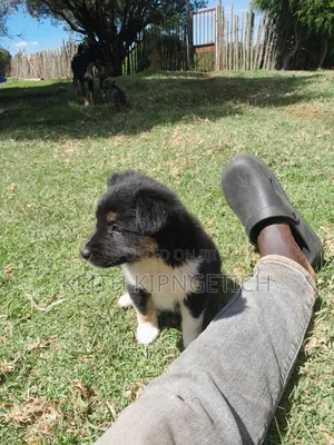 1-3 months Female Mixed Breed Caucasian Shepherd