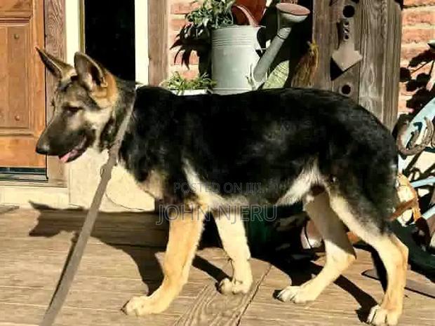 3-6 months Female Purebred German Shepherd