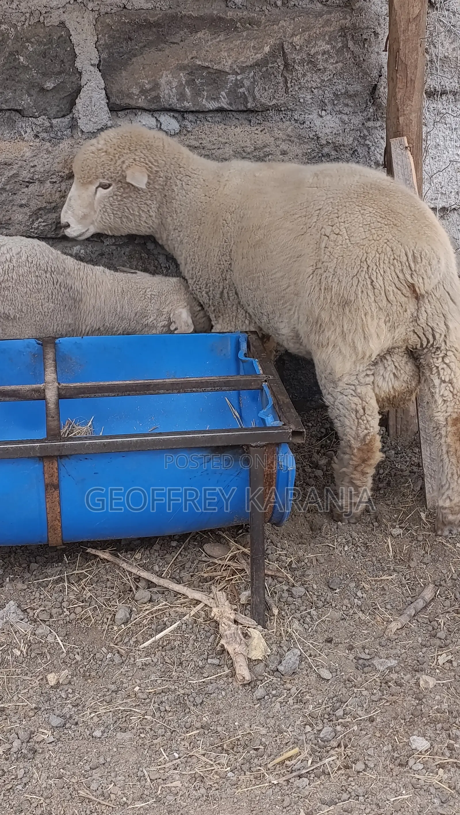 Merino Super Ram