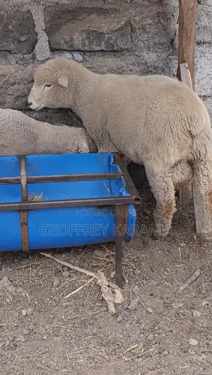 Merino Super Ram