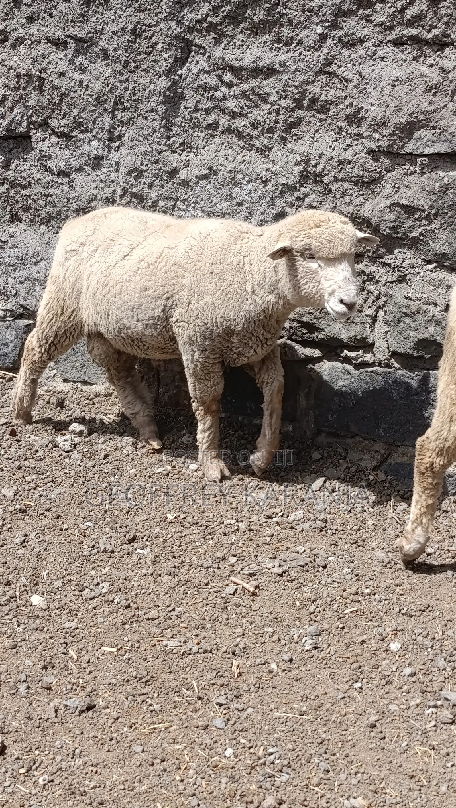 Merino Super Ram
