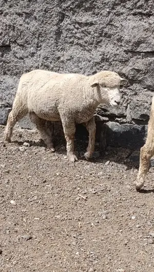 Merino Super Ram