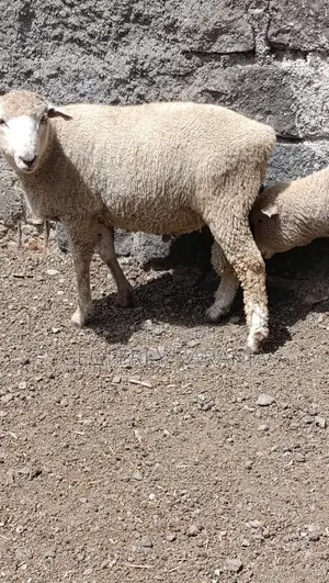 Merino Super Ram