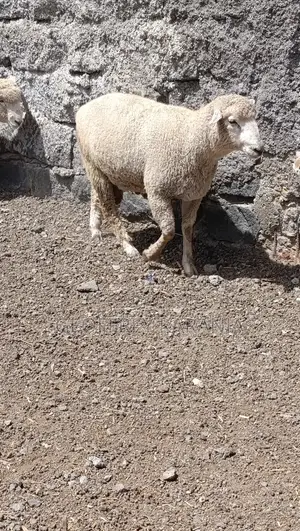 Merino Super Ram