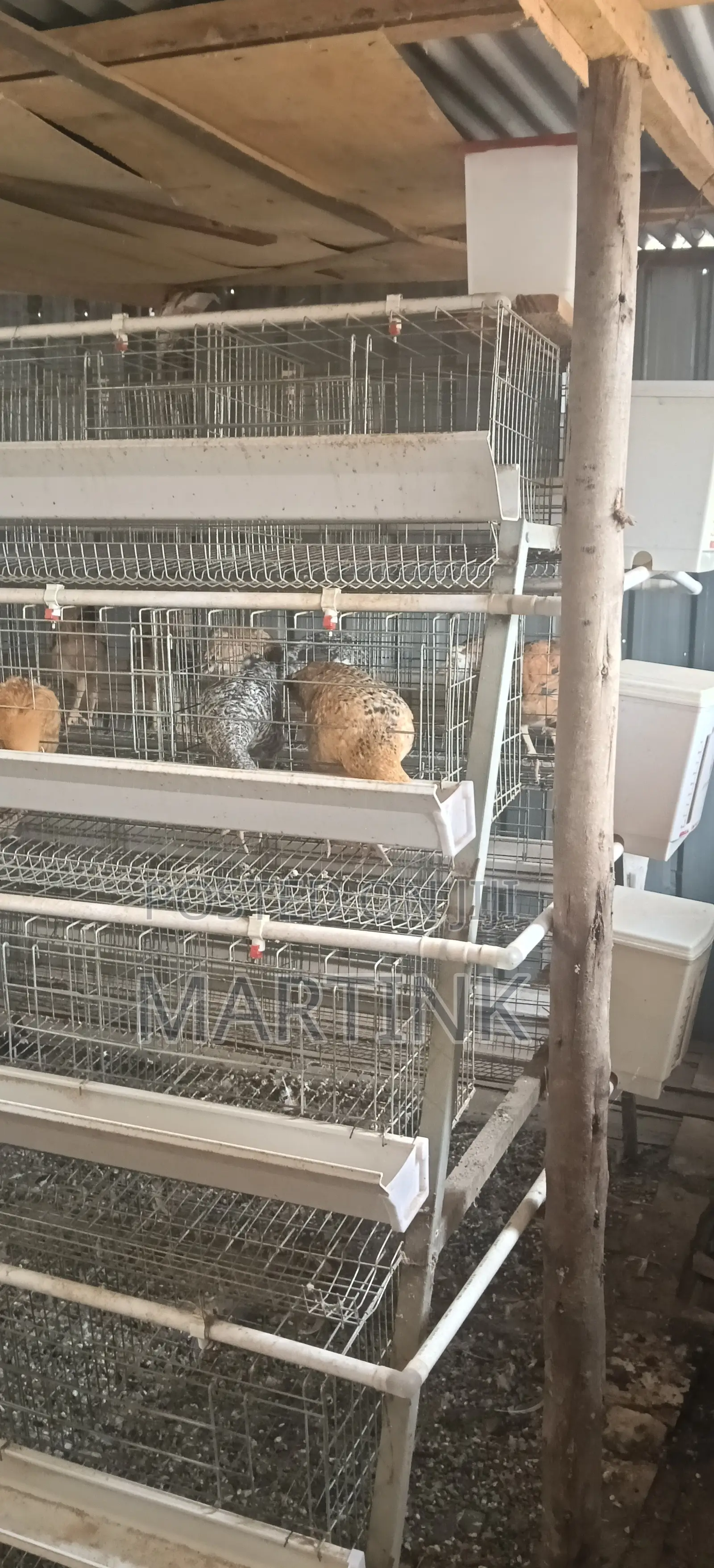 Chicken Cages 128 Birds a-Type