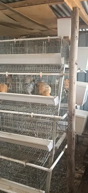 Chicken Cages 128 Birds a-Type