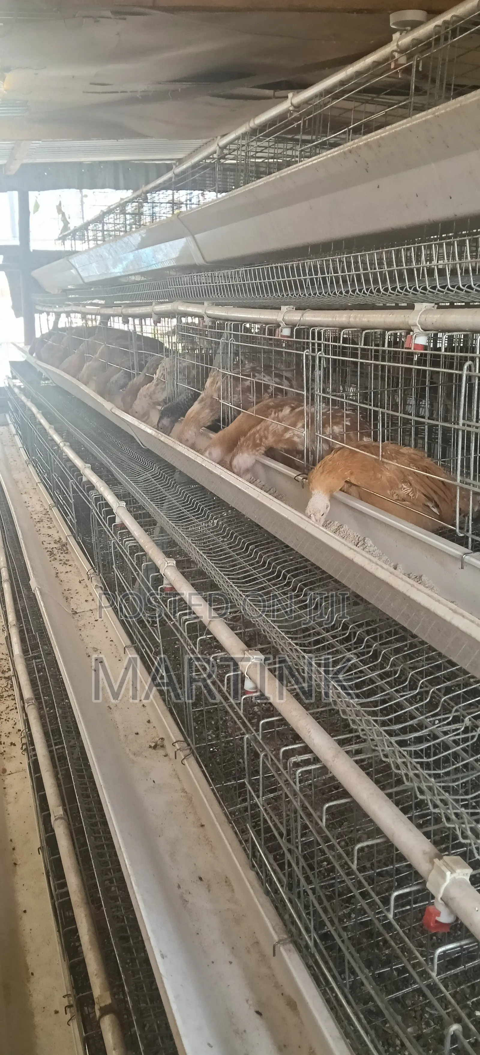 Chicken Cages 128 Birds a-Type