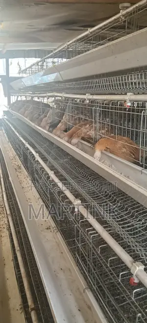 Chicken Cages 128 Birds a-Type