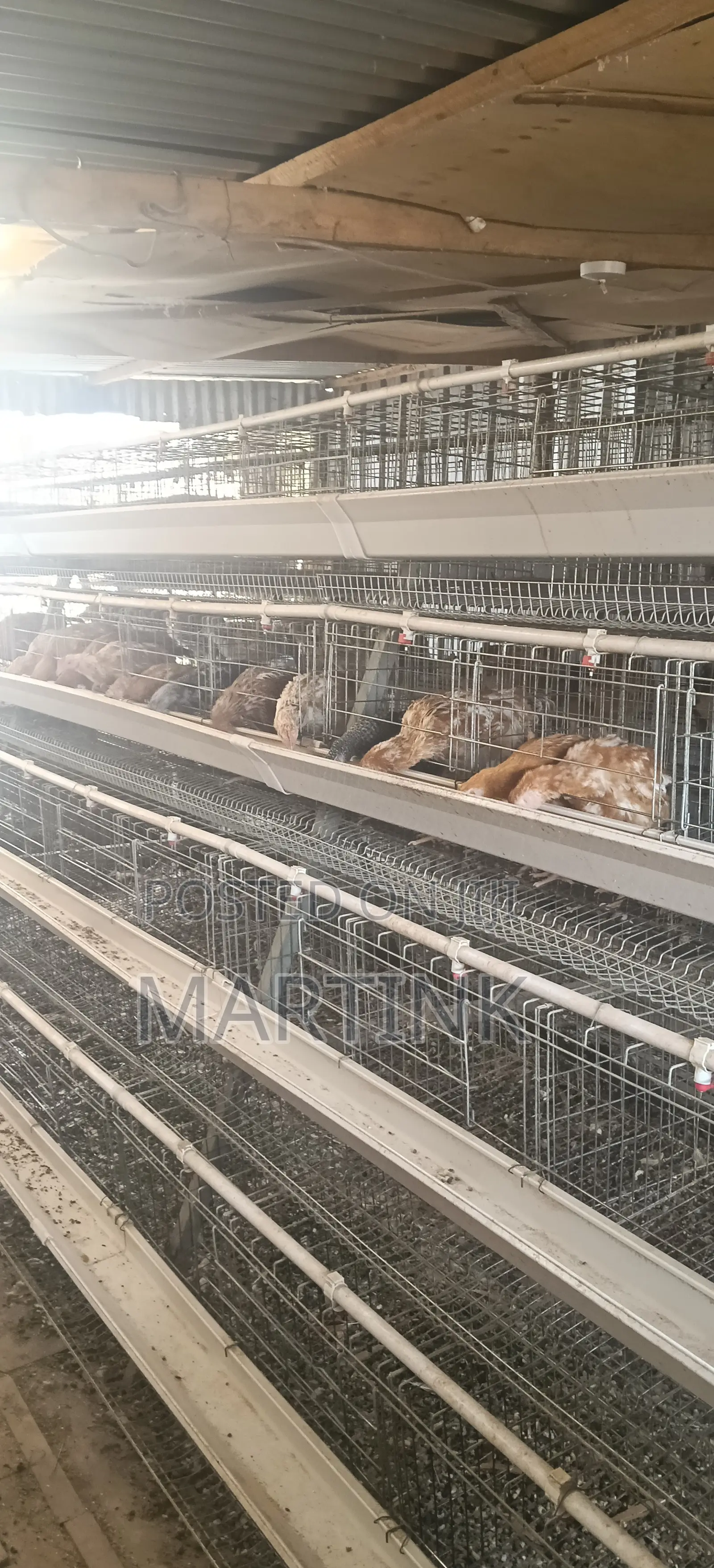 Chicken Cages 128 Birds a-Type