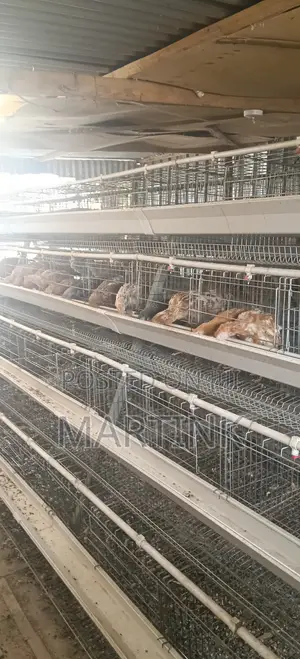 Chicken Cages 128 Birds a-Type