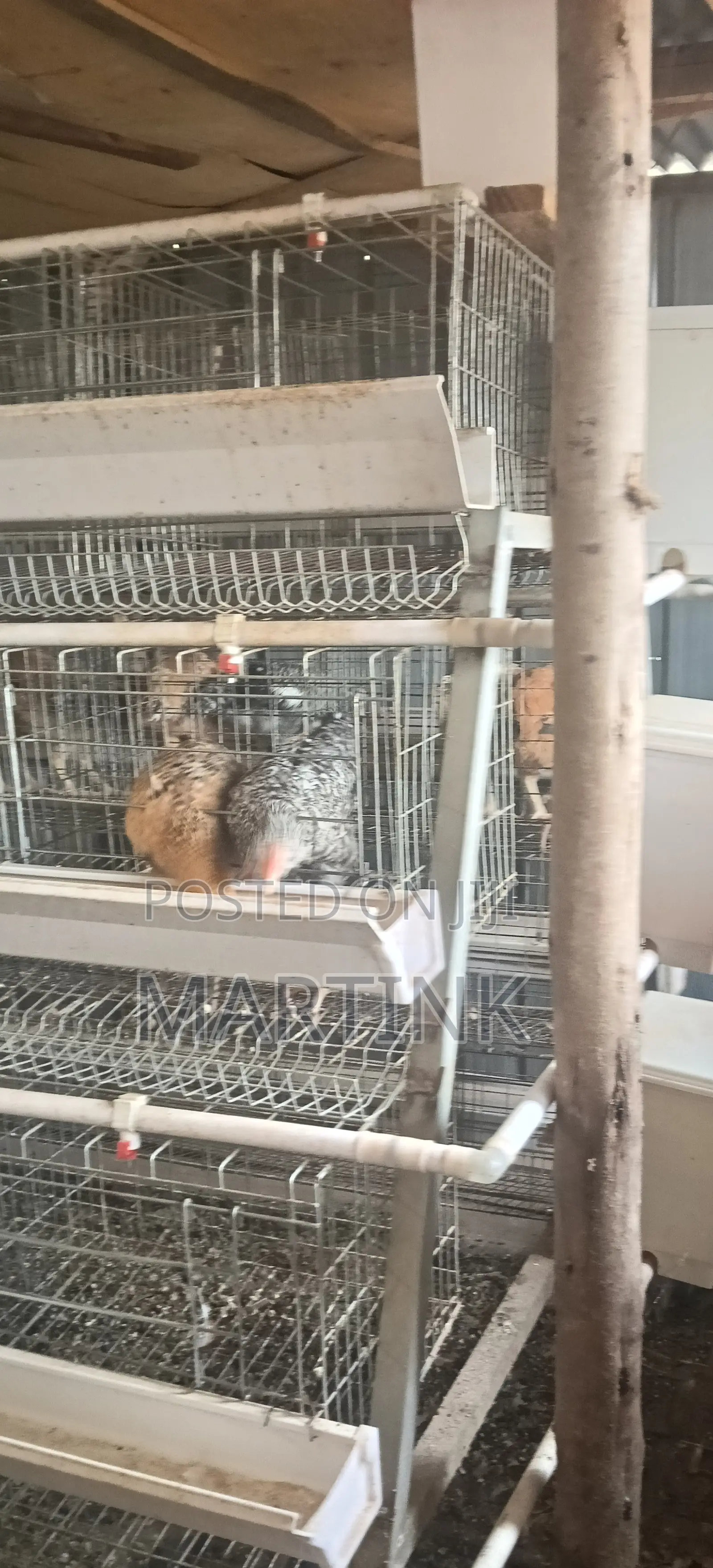 Chicken Cages 128 Birds a-Type
