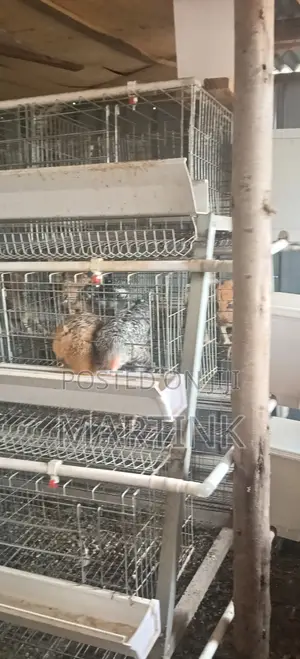 Chicken Cages 128 Birds a-Type