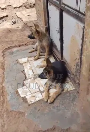 3-6 months Female Purebred German Shepherd