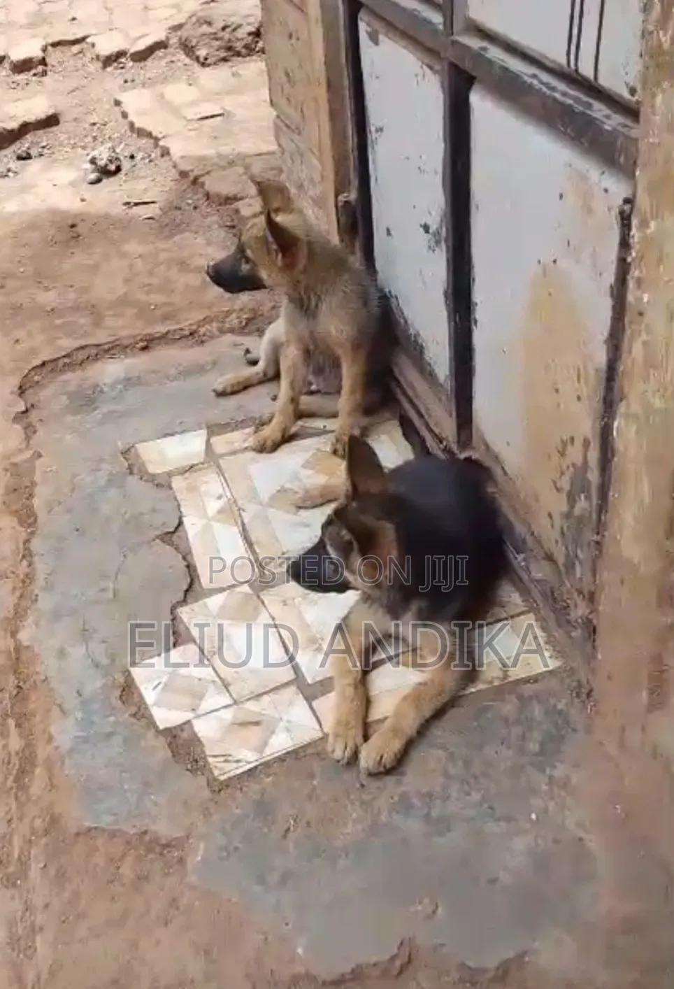 3-6 months Female Purebred German Shepherd