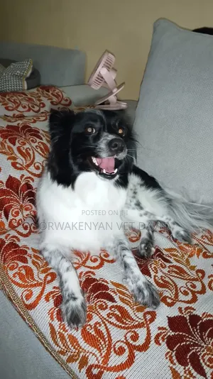 1+ year Female Purebred Japanese Spitz