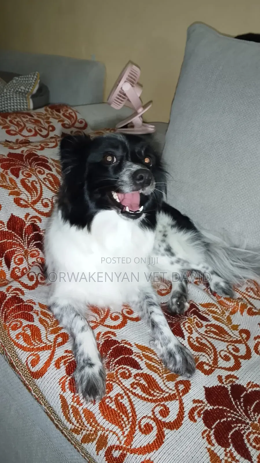 1+ year Female Purebred Japanese Spitz
