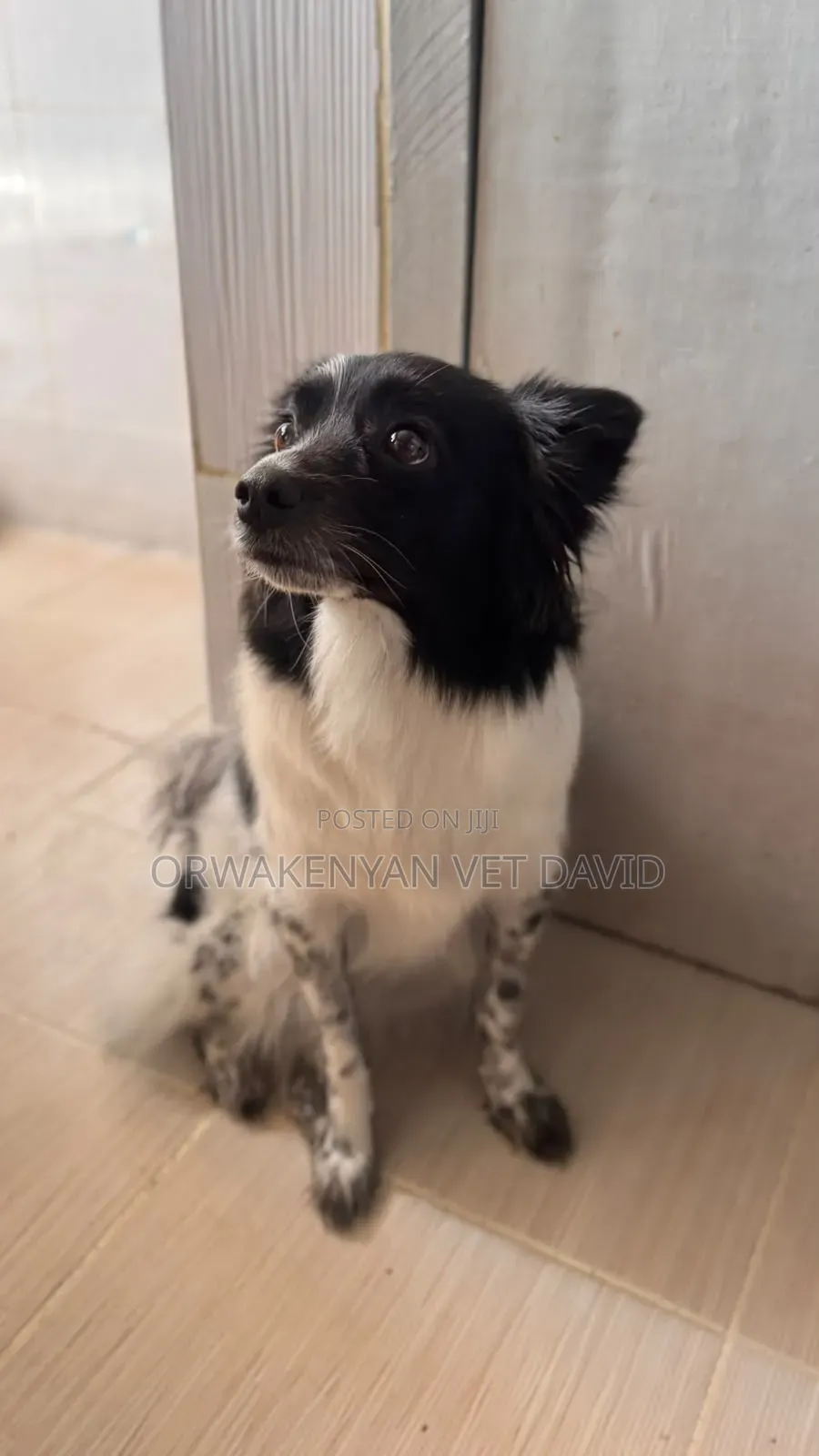 1+ year Female Purebred Japanese Spitz
