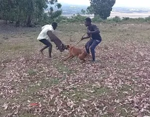 Controlled Aggression Training