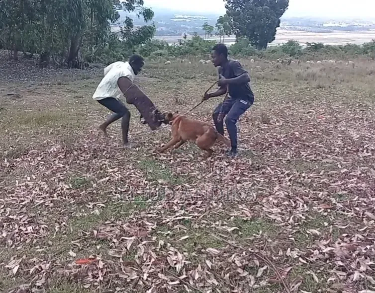 Controlled Aggression Training