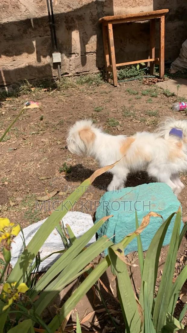 6-12 months Male Purebred Maltese