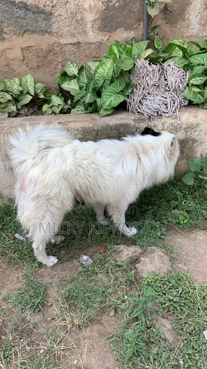 1+ year Male Purebred Japanese Spitz