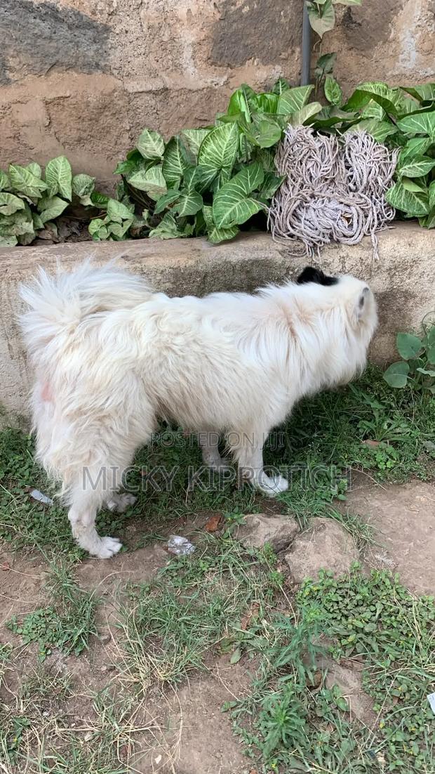 1+ year Male Purebred Japanese Spitz