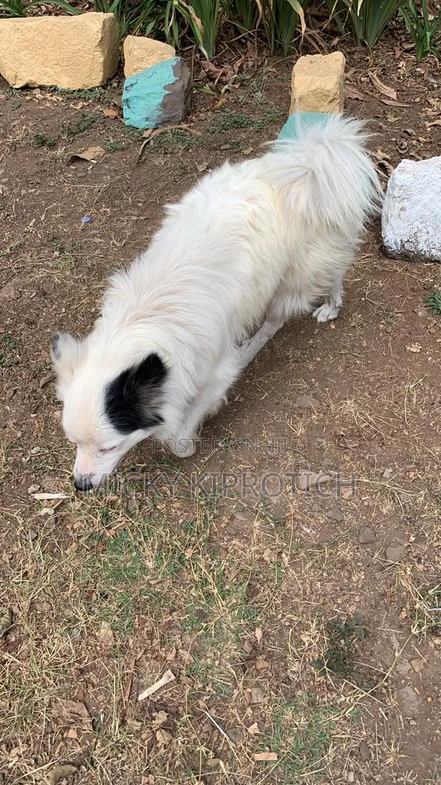 1+ year Male Purebred Japanese Spitz - thumbnail 2