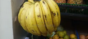 Fresh Ripe Bananas