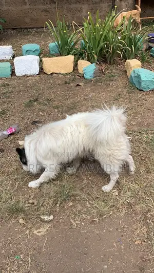 6-12 months Male Purebred Japanese Spitz