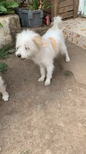 6-12 months Male Purebred Havanese