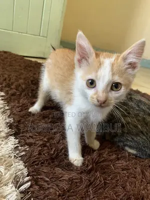 1-3 months Female Purebred American Shorthair