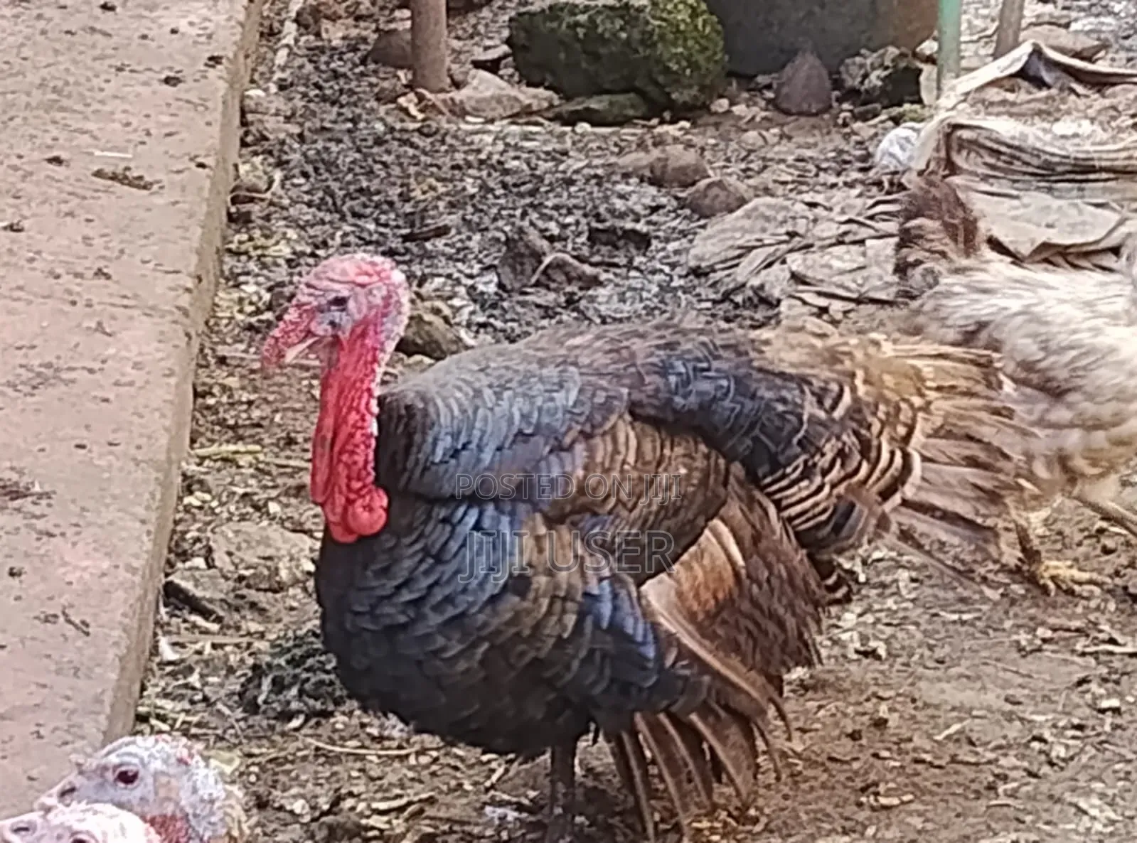 Seller Turkey