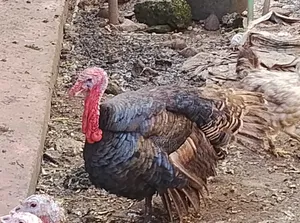 Seller Turkey