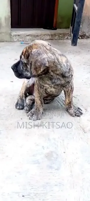 1-3 months Male Purebred Boerboel