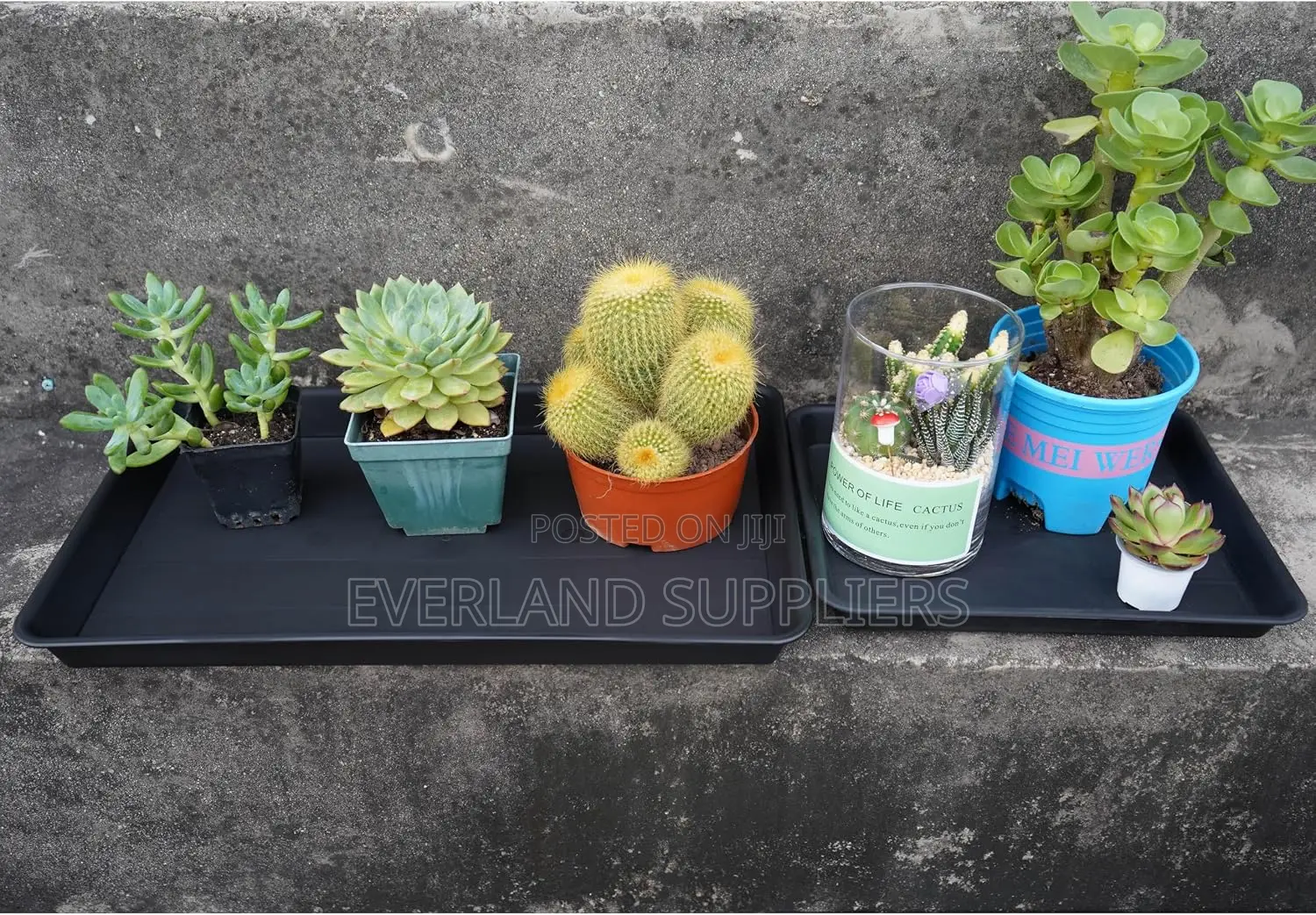Hydroponic Trays for Indoor Farming - No Holes