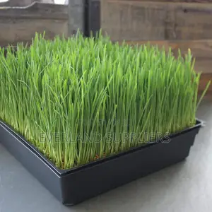 Professional Hydroponic Trays - With Holes